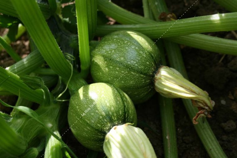 Courgette Ronde de Nice - Pépinière Ostara