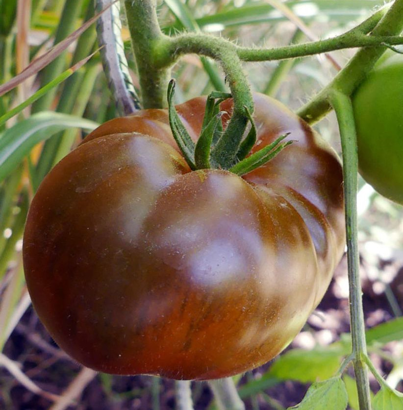 Tomate Noire russe - Pépinière Ostara